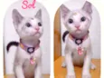 Gato raça SRD  idade 2 a 6 meses nome Sol 