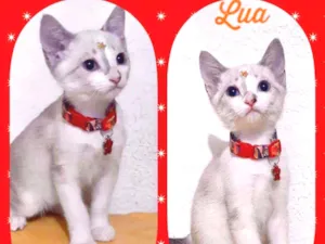 Gato raça SRD  idade 2 a 6 meses nome Lua 