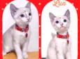 Gato raça SRD  idade 2 a 6 meses nome Lua 