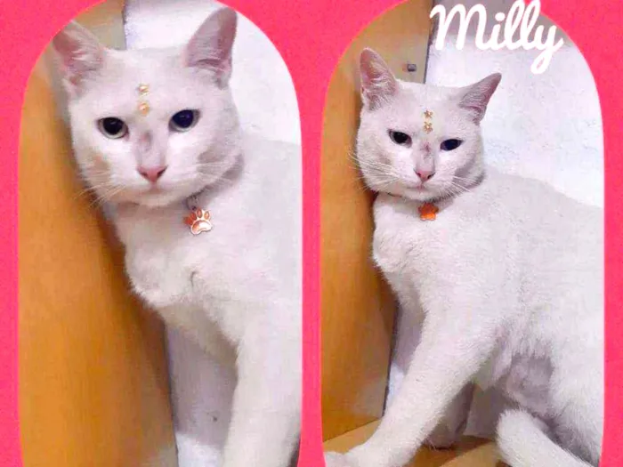 Gato raça SRD  idade 2 anos nome Mily 