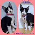 Gato raça SRD  idade 2 a 6 meses nome Duda 