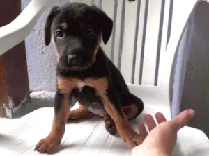 Cachorro raça SRD Mestiço  idade Abaixo de 2 meses nome Nao tem