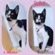 Gato raça SRD  idade 2 a 6 meses nome Juliet 