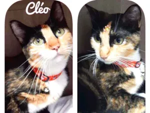 Gato raça SRD  idade 1 ano nome Cléo 