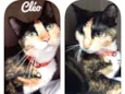 Cléo