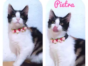 Gato raça SRD  idade 2 a 6 meses nome Pietra 