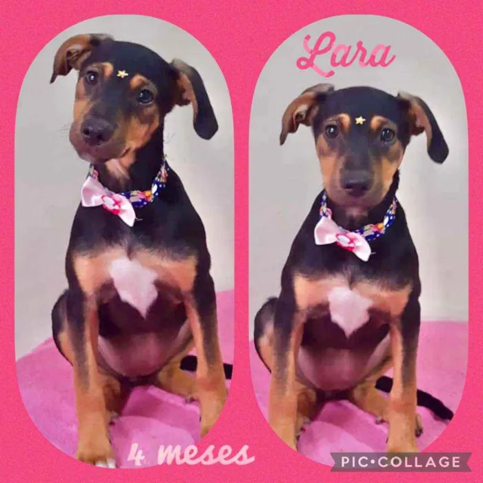 Cachorro raça SRD  idade 2 a 6 meses nome Lara 