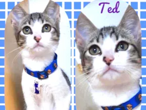 Gato raça SRD  idade 2 a 6 meses nome Ted