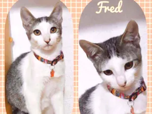 Gato raça SRD  idade 2 a 6 meses nome Fred 