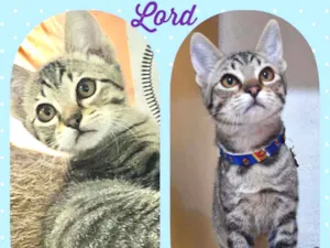 Gato raça SRD  idade 2 a 6 meses nome Lord 