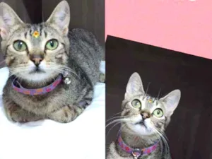 Gato raça SRD  idade 1 ano nome Dara 