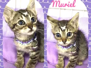 Gato raça SRD  idade 2 a 6 meses nome Muriel 