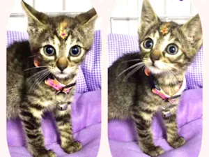 Gato raça SRD  idade 2 a 6 meses nome Rubi 