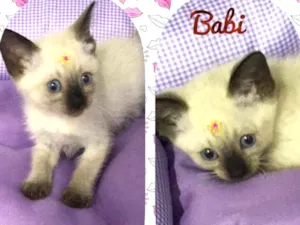 Gato raça SRD  idade 2 a 6 meses nome Babi 