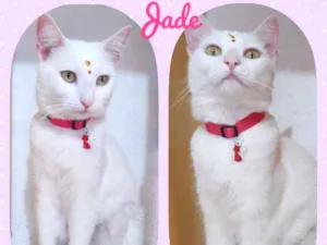 Gato raça SRD  idade 2 anos nome Jade 