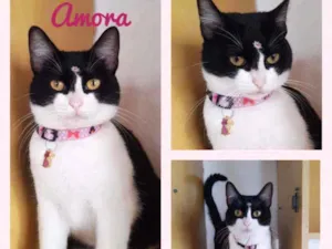 Gato raça SRD  idade 1 ano nome Amora 