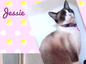 Gato raça SRD  idade 2 anos nome Jessie 