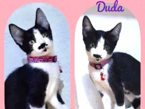 Gato raça SRD  idade 2 a 6 meses nome Duda 