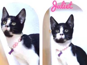 Gato raça SRD  idade 2 a 6 meses nome Juliet 