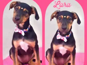 Cachorro raça SRD  idade 2 a 6 meses nome Lara 