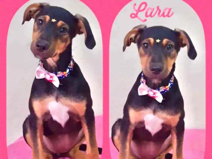 Cachorro raça SRD  idade 2 a 6 meses nome Lara 