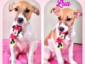 Cachorro raça SRD  idade 2 a 6 meses nome Lua 