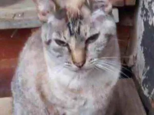 Gato raça Srd  idade 1 ano nome Miss Tippy 