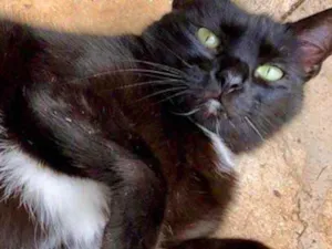 Gato raça Srd  idade 2 anos nome Luna urgente 