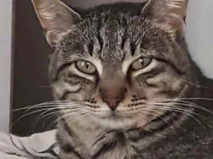 Gato raça Srd idade 1 ano nome Giorgio Armani 