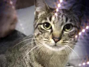 Gato raça Srd  idade 1 ano nome Gucci lindo 