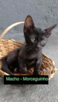 Gato raça sem raça definida idade 2 a 6 meses nome Morceguinho