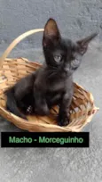 Morceguinho
