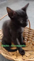 Gato raça sem raça definida idade 2 a 6 meses nome Morceguinho
