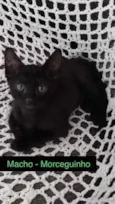 Gato raça sem raça definida idade 2 a 6 meses nome Morceguinho