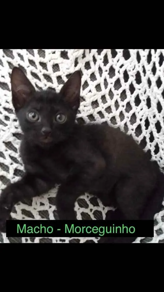 Gato raça sem raça definida idade 2 a 6 meses nome Morceguinho