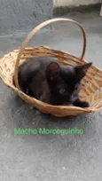 Morceguinho