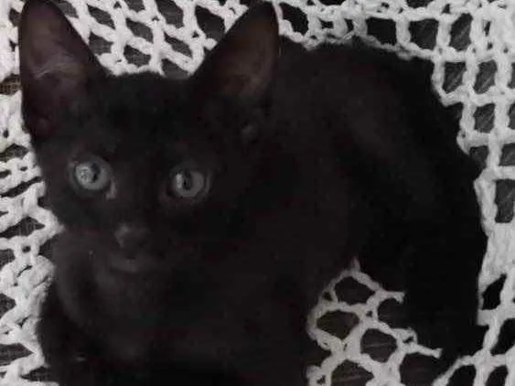 Gato raça sem raça definida idade 2 a 6 meses nome Morceguinho