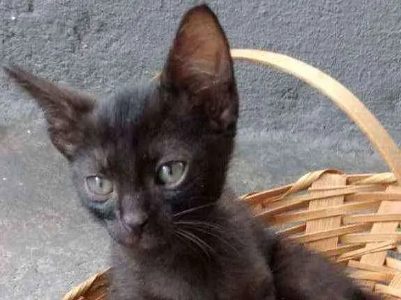 Gato raça sem raça definida idade 2 a 6 meses nome Morceguinho