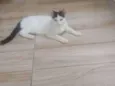 Pequena