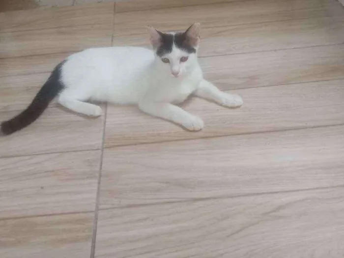 Gato raça Srd idade 2 a 6 meses nome Pequena