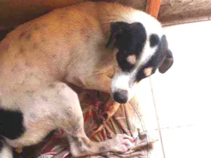 Cachorro raça Cachorro grande um pouco de ra idade 1 ano nome Luck