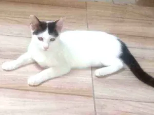 Gato raça Srd idade 2 a 6 meses nome Pequena