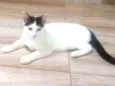 Pequena