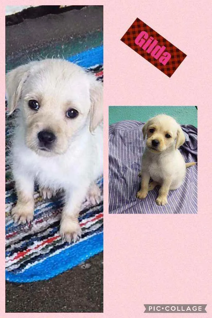 Cachorro raça SRD idade 2 a 6 meses nome GILDA