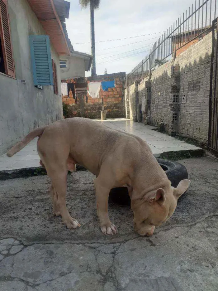 Cachorro ra a American bully idade 4 anos nome Conan