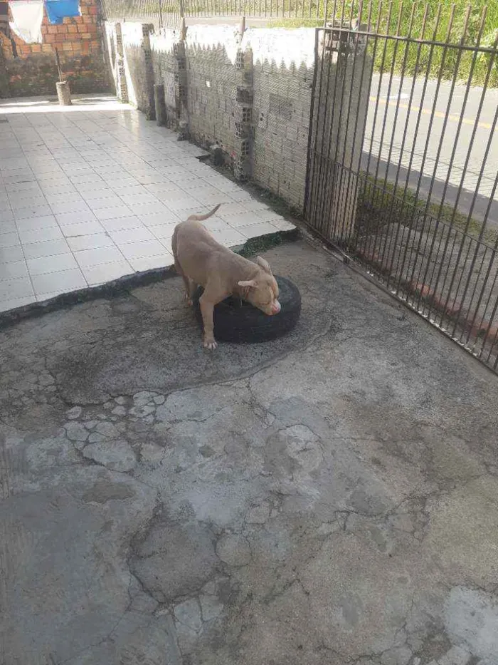 Cachorro ra a American bully idade 4 anos nome Conan