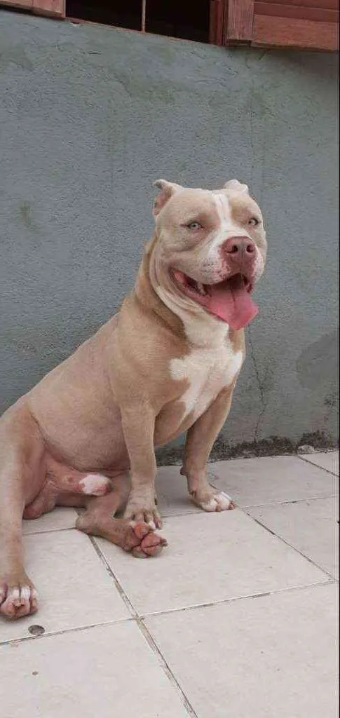 Cachorro ra a American bully idade 4 anos nome Conan