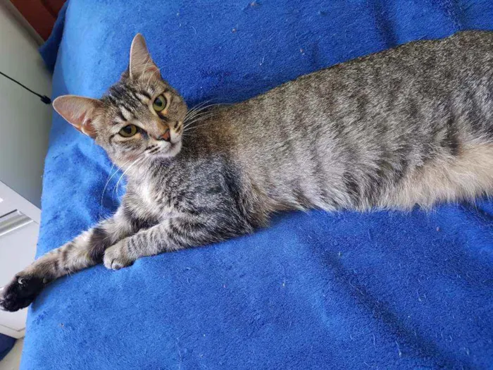 Gato ra a SRD idade 1 ano nome Zara