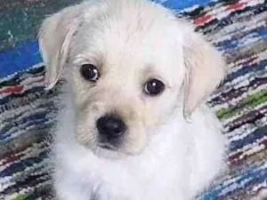Cachorro raça  idade 2 a 6 meses nome Gilda Bebezinha