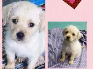 Cachorro raça SRD idade 2 a 6 meses nome GILDA